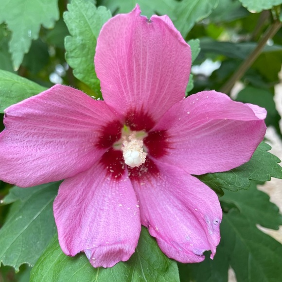 Meet your Posher, Beachy Turtle - Picture 1 of 1